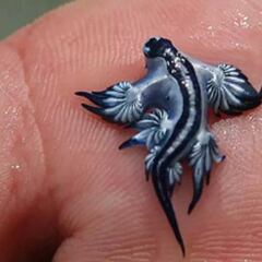 Hallan un ‘dragón azul’ en una playa de Valencia: “Almacena su veneno”