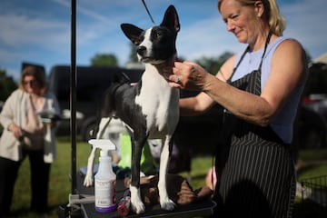 La cuidadora Cindy Russell prepara a Byron, un Basenji, para el concurso canono.