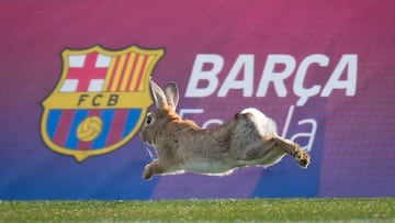 GRAFCAT3179. BARCELONA, 28/01/2025.- Un conejo corre por el campo de entrenamiento del FC Barcelona poco antes del entrenamiento que el equipo azulgrana ha realizado este martes en la ciudad deportiva Joan Gamper para preparar el partido de Liga de Campeones que mañana disputarán ante el Atalanta. EFE/Enric Fontcuberta