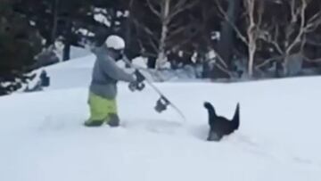 Snowboarder se enfrenta con su tabla de snowboard a un urogallo cabreado por haberle tirado nieve.