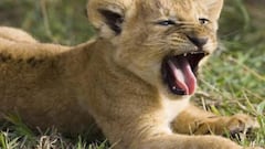 Inside the controversial restaurant in China where guests dine with lion cubs