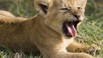Lion cub hugs and tea for $150