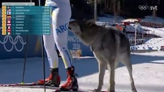Un perro lobo irrumpe los Juegos Olímpicos de Invierno