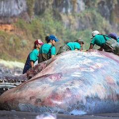El cachalote muerto que guarda un tesoro en su interior que le dará 400.000 euros a La Palma