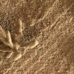 “Fascinante descubrimiento” del rover Curiosity de la NASA en Marte: plantea nuevas preguntas