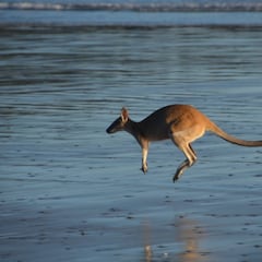 Un surfista salva a un canguro atrapado por las corrientes