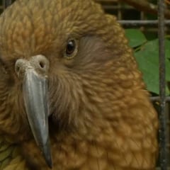 El 'loro Newton' predice quién ganará el Mundial