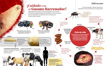 Así puedes proteger a tus mascotas o ganado del gusano barrenador que está atacando a los animales en México