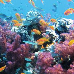 Este es el animal marino más grande del mundo: Supera el tamaño de una ballena azul