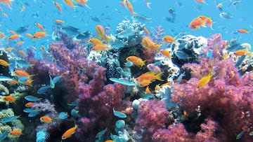 Move over 'Big Momma' the new largest coral in the world