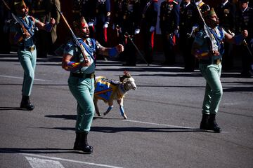 La cabra de la Legión durante el desfile del 12 de octubre de las Fuerzas Armadas.