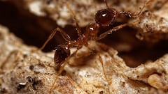 Las hormigas cabezonas ‘acaban’ con los leones de África