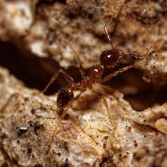 Las hormigas cabezonas ‘acaban’ con los leones de África