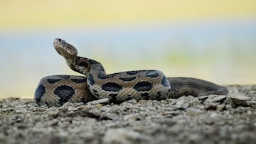 An unusual series of power outages has left thousands of residents in the US without electricity, and the culprit wasn't a storm or a technical glitch.