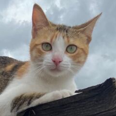 Día Internacional del Gato: origen y por qué se celebra tres veces al año