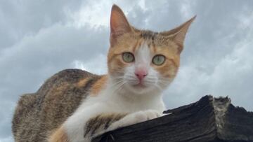 Día Internacional del Gato: origen y por qué se celebra tres veces al año