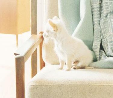 Nintendogs, Impresiones