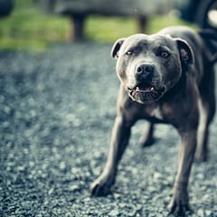 Un bebé resulta herido grave tras ser mordido en la cara por un perro en Almería