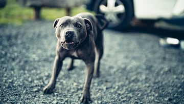 Perro American Staffordshire terrier