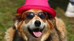 What insurance does your dog need if it is considered a dangerous breed in the USA?