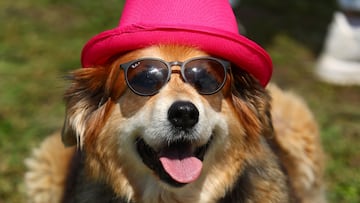 Dog breeds most insurers won’t cover in the US