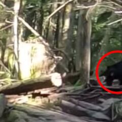 Graban la agónica persecución de un oso negro a un grupo de ciclistas durante 1 kilómetro