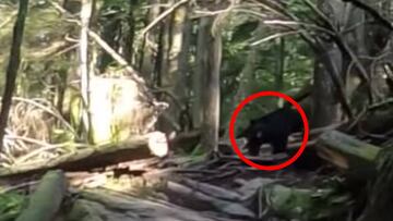 Un oso negro (en un círculo rojo) persigue a riders de MTB por unos trails de Canadá.