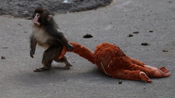 A baby Japanese macaque named Punch drags a stuffed orangutan at Ichikawa City Zoo, in Ichikawa, Chiba Prefecture, Japan, February 19, 2026. REUTERS/Kim Kyung-Hoon