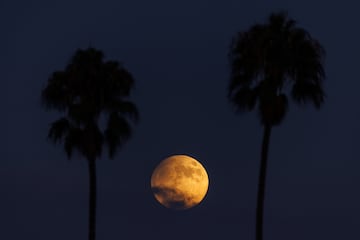 Una luna de cosecha se eleva entre palmeras en San Diego, California.