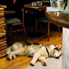 Averigua a que restaurantes puedes ir con tu perro en Barcelona. ¡No lo dejes en casa!