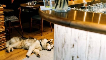Averigua a que restaurantes puedes ir con tu perro en Barcelona. ?No lo dejes en casa!