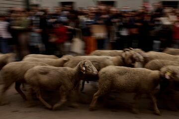 Un rebaño de 1.100 ovejas y 200 cabras han llenado las calles del centro de Madrid en la celebración de la tradicional Fiesta de la Trashumancia.