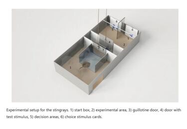 La especie de pez que sabe sumar y restar