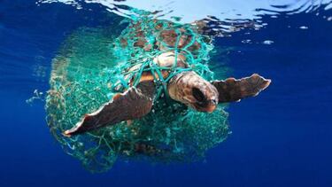 8 animales letales con los que mejor no meterse si se practica algn deporte en el agua