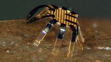 El robot más pequeño del mundo: un cangre-bot con control remoto