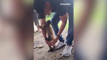 Piel de gallina: un mono capuchino se reencuentra con un tiktoker que le salvó la vida