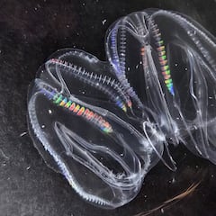 La ciencia descubre que uno de los animales más antiguos de la Tierra puede fusionarse para sobrevivir