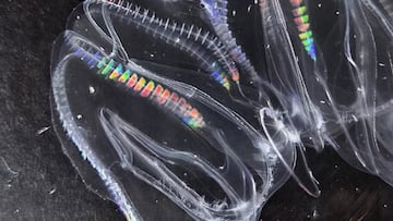 La ciencia descubre que uno de los animales m¨¢s antiguos de la Tierra puede fusionarse para sobrevivir