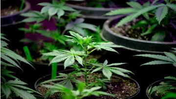 Cómo y cuándo será permitido consumir cannabis de manera legal en México