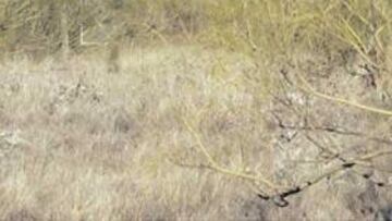 <b>EL FUTURO. </b>Sobre estos terrenos se asentará la futura Ciudad Deportiva del Atlético.