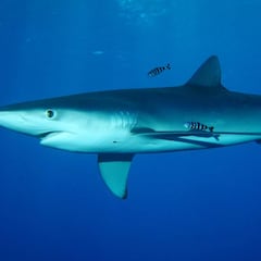 Un tiburón de dos metros obliga a cancelar una clase de surf en el Golfo de Vizcaya