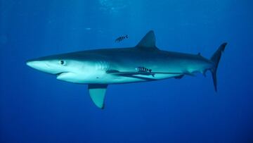 Un tiburón de dos metros obliga a cancelar una clase de surf en el Golfo de Vizcaya