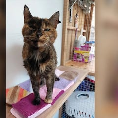 La gata más longeva del mundo
