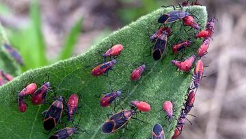 Chinche del Arce: la planta que debes cultivar para mantener a raya la plaga en casa