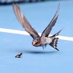 Duelo animal en la pista de Melbourne