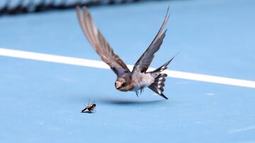 Duelo animal en la pista de Melbourne