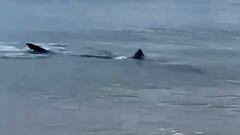 Avistan un tiburón en la playa de Zarautz