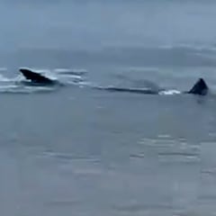 Avistan un tiburón en la playa de Zarautz