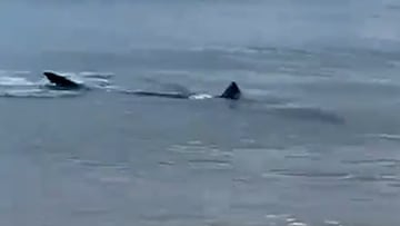 Avistan un tiburón en la playa de Zarautz