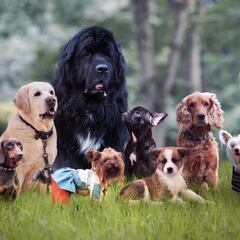 Día Mundial del Perro 2025: origen, significado y por qué se celebra el 21 de julio